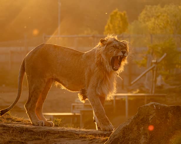 The lions have been here for a year. 